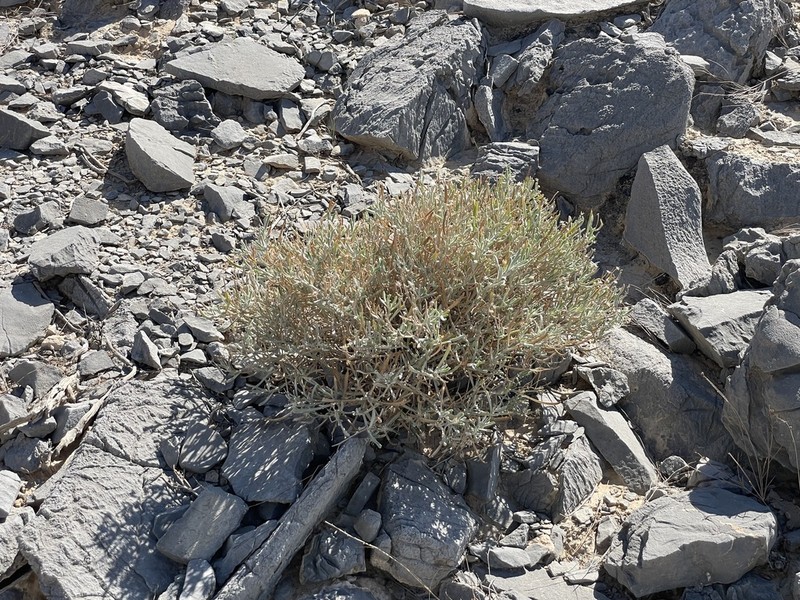 Pulicaria edmondsonii photo 6