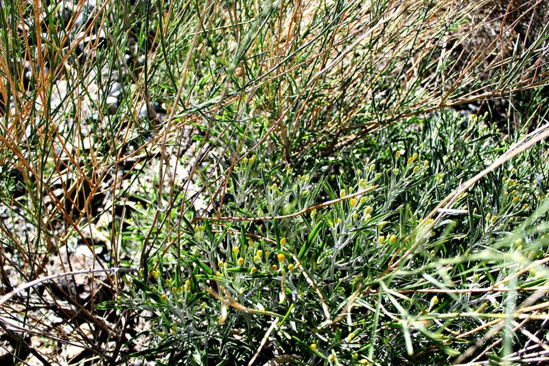 Pulicaria edmondsonii photo 7