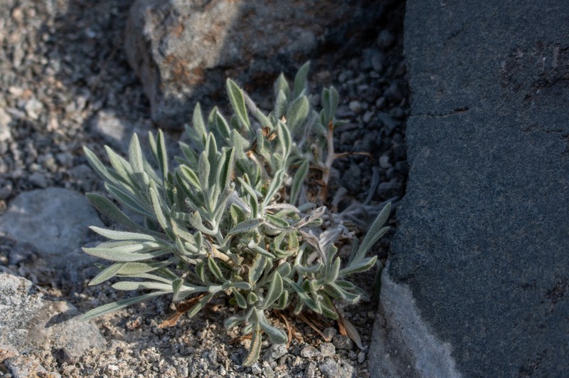 Pulicaria edmondsonii photo 8