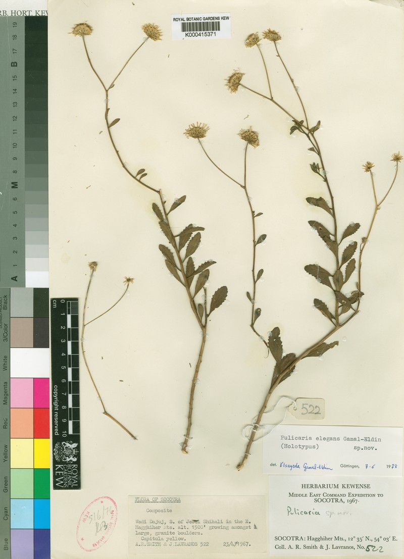 Pulicaria elegans