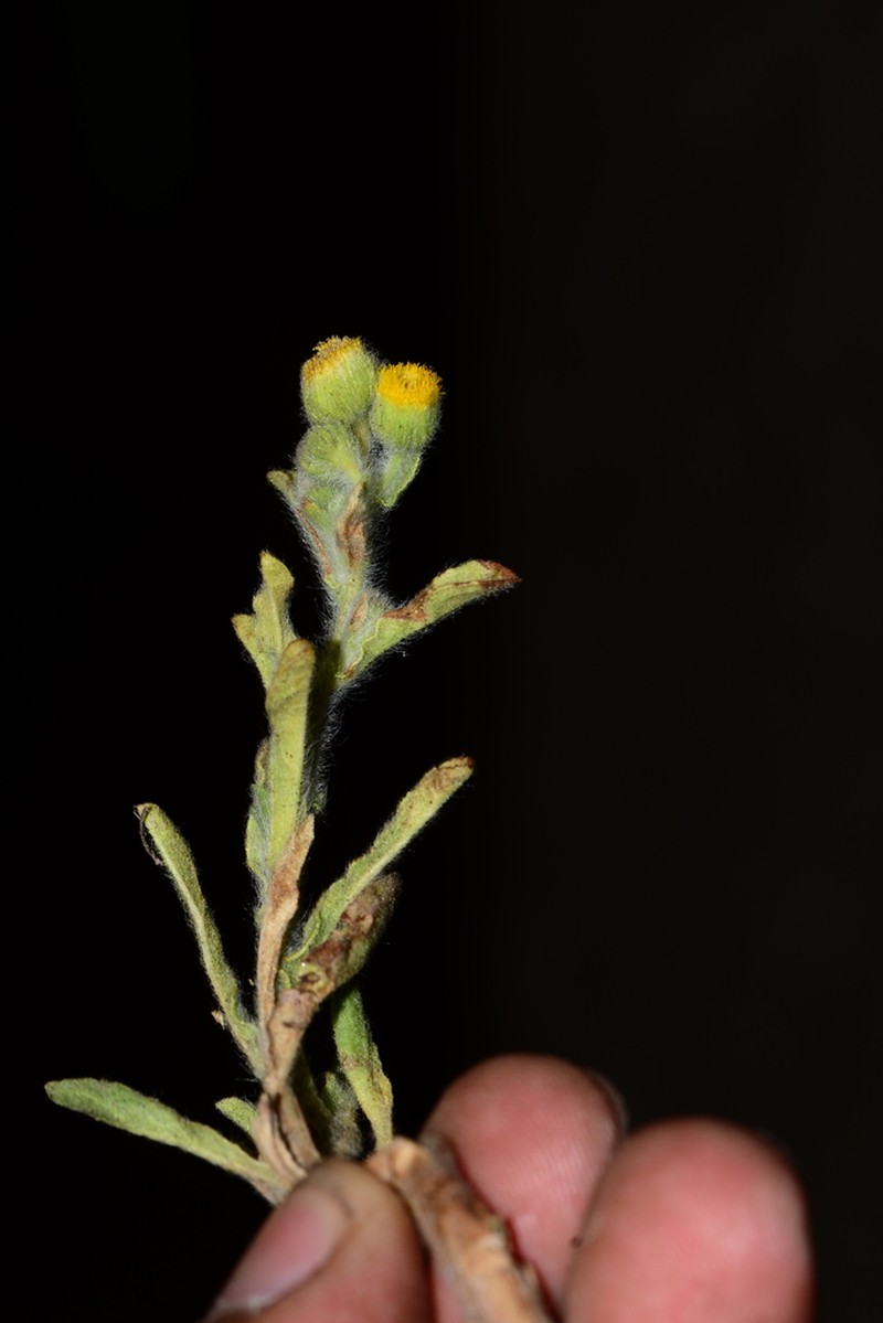 Pulicaria foliolosa photo 4