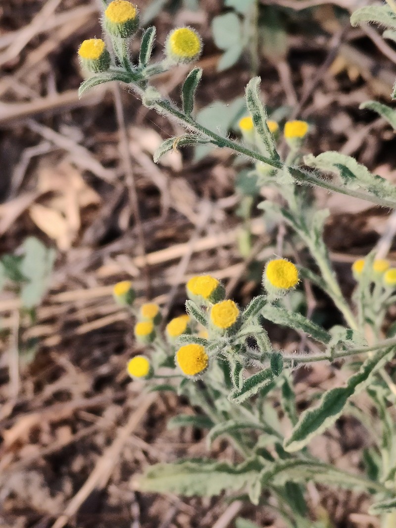 Pulicaria foliolosa photo 5