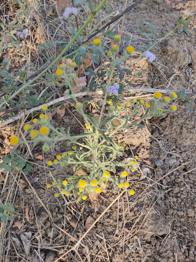 Pulicaria foliolosa photo 6