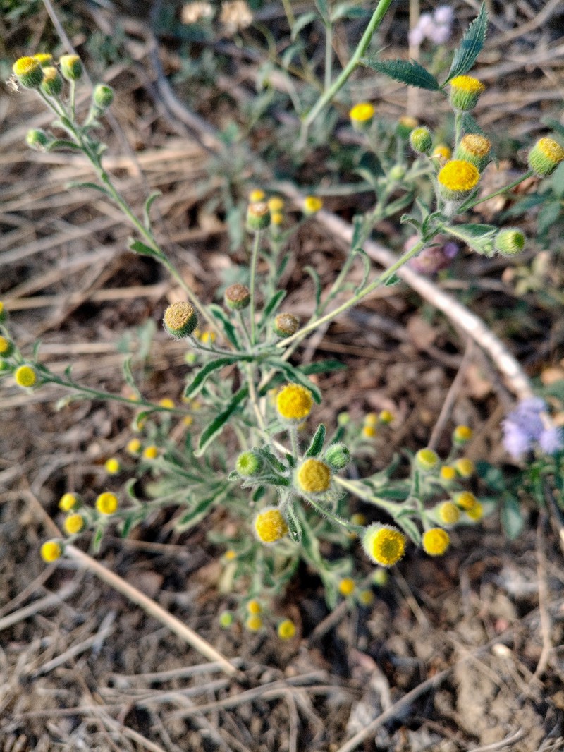 Pulicaria foliolosa photo 7