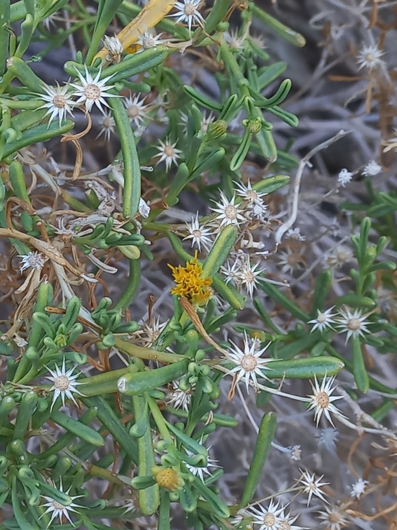 Pulicaria glaucescens