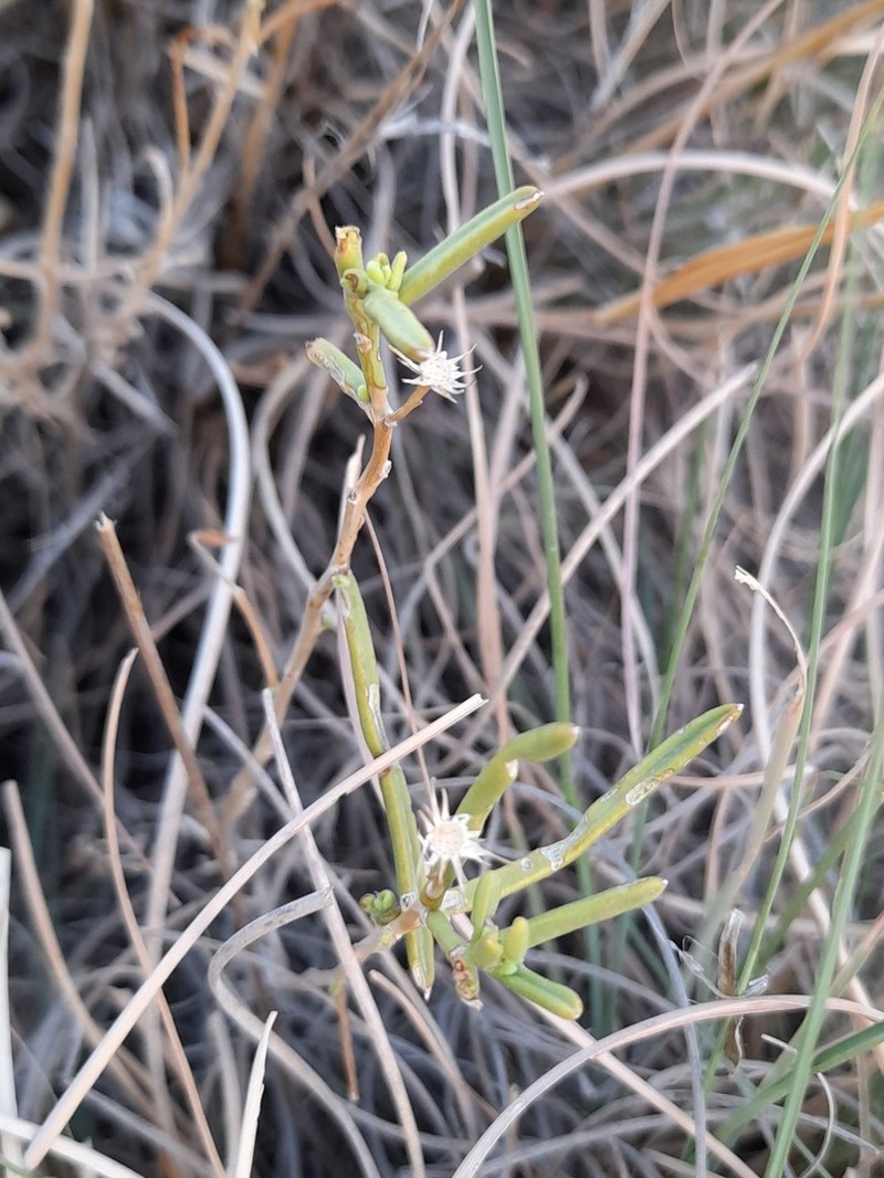 Pulicaria glaucescens photo 2