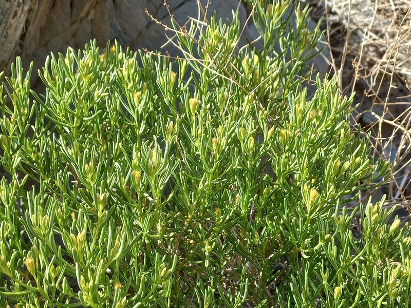 Pulicaria glaucescens photo 3