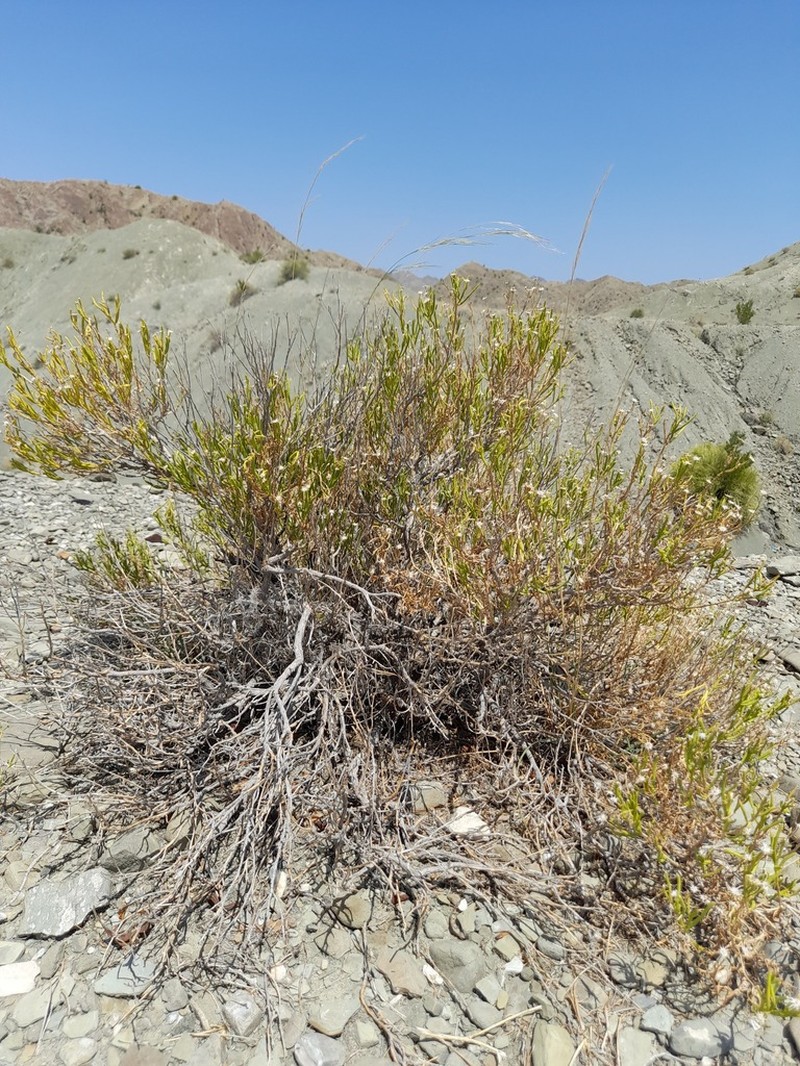 Pulicaria glaucescens photo 4