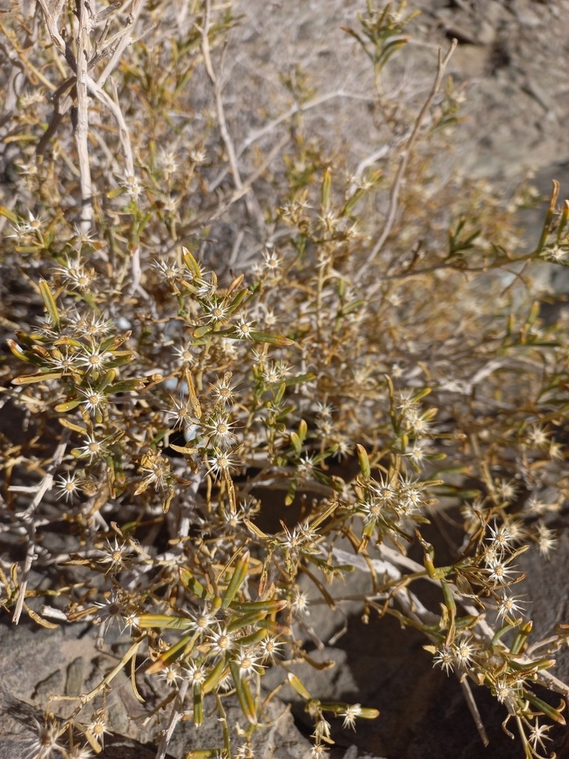 Pulicaria glaucescens photo 5
