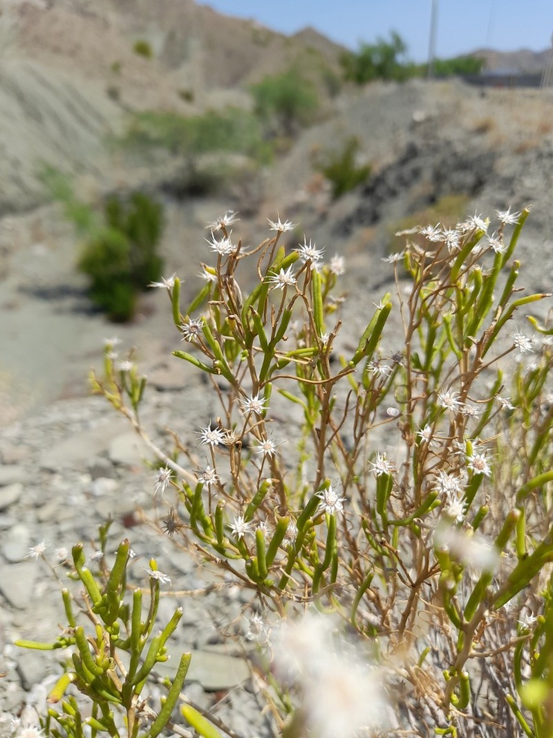 Pulicaria glaucescens photo 6