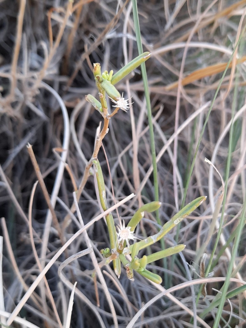 Pulicaria glaucescens photo 8