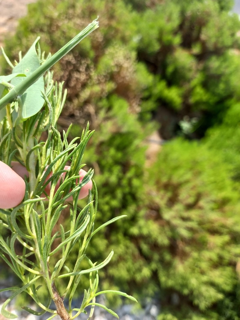 Pulicaria glutinosa