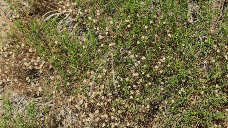 Pulicaria glutinosa photo 2