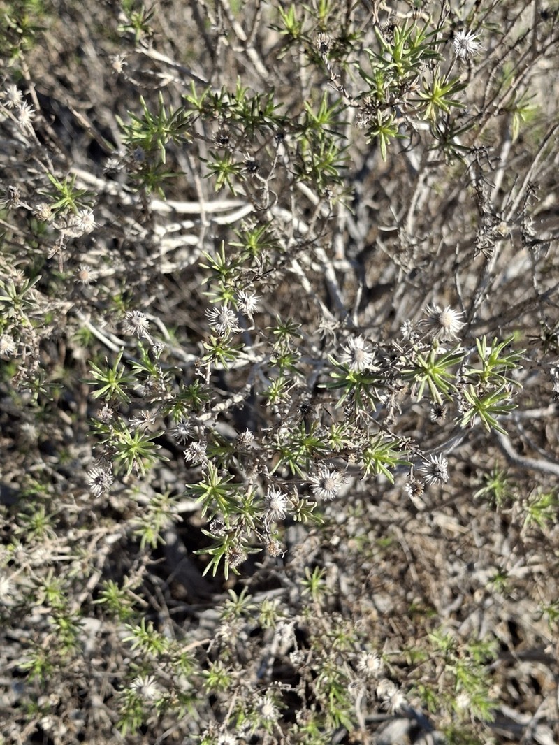 Pulicaria glutinosa photo 3