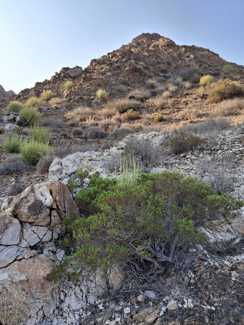 Pulicaria glutinosa photo 4