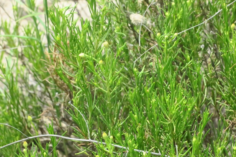 Pulicaria glutinosa photo 5