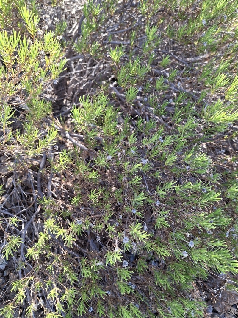 Pulicaria glutinosa photo 6