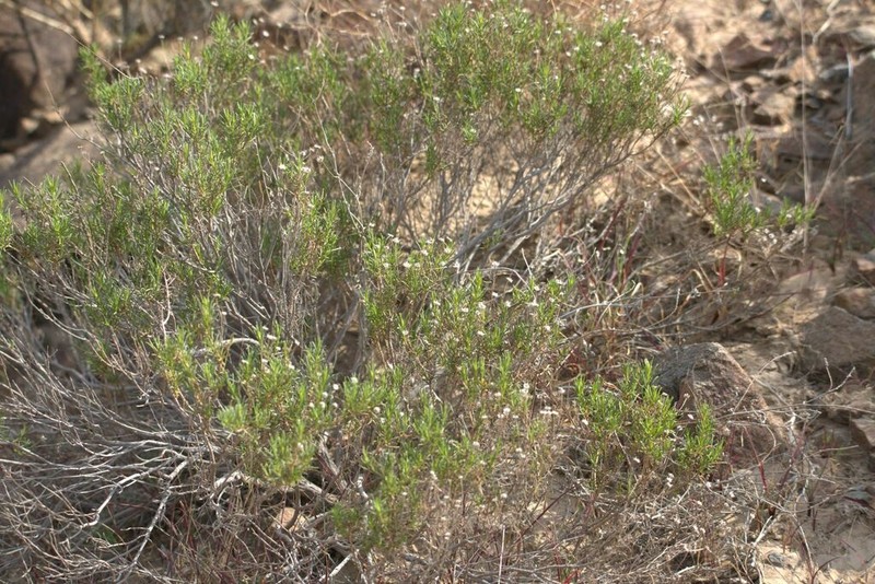 Pulicaria glutinosa photo 7