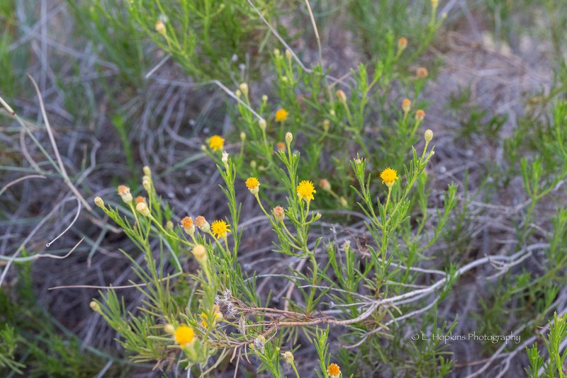 Pulicaria glutinosa photo 8
