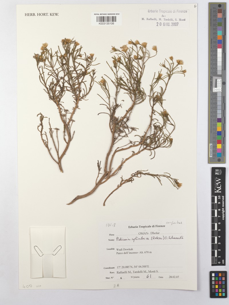 Pulicaria glutinosa subsp. glutinosa