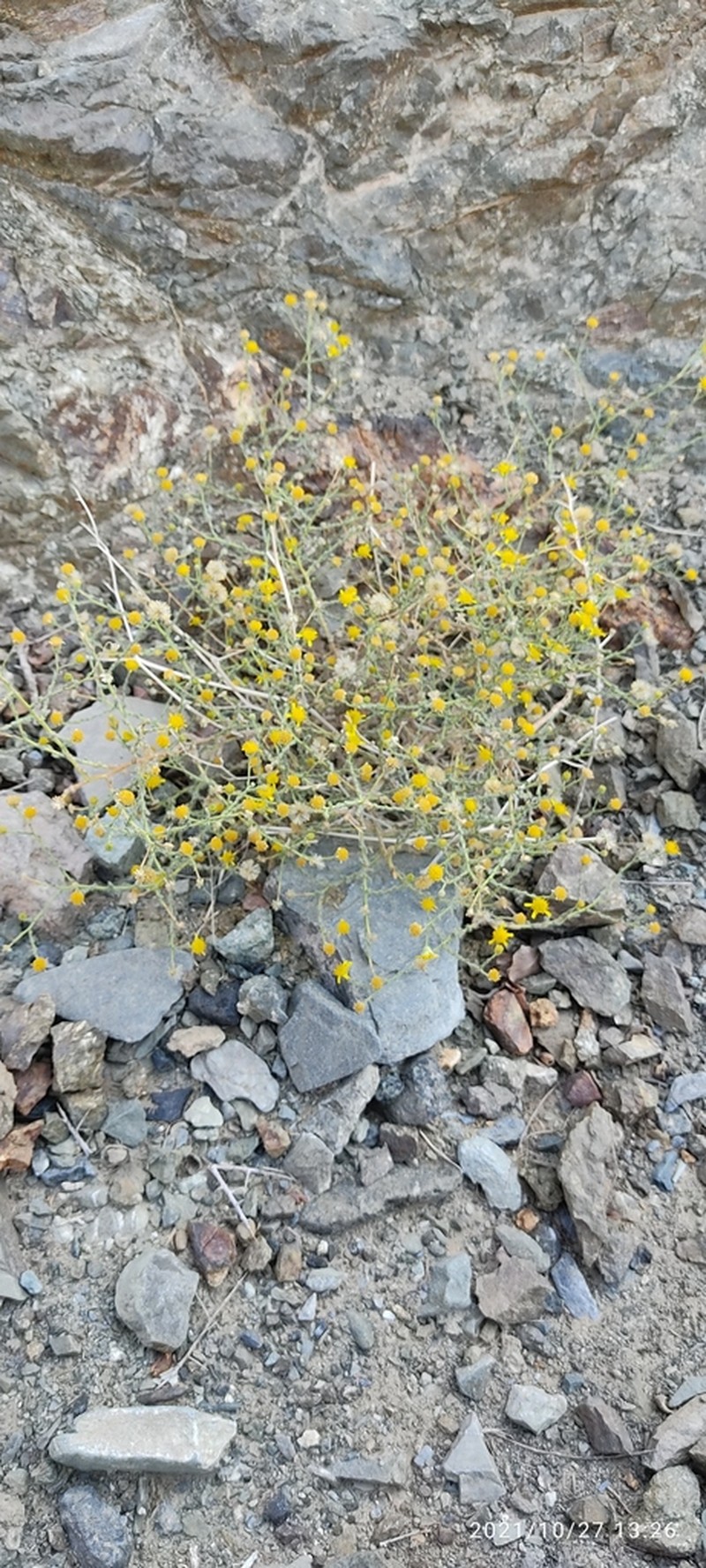 Pulicaria gnaphalodes