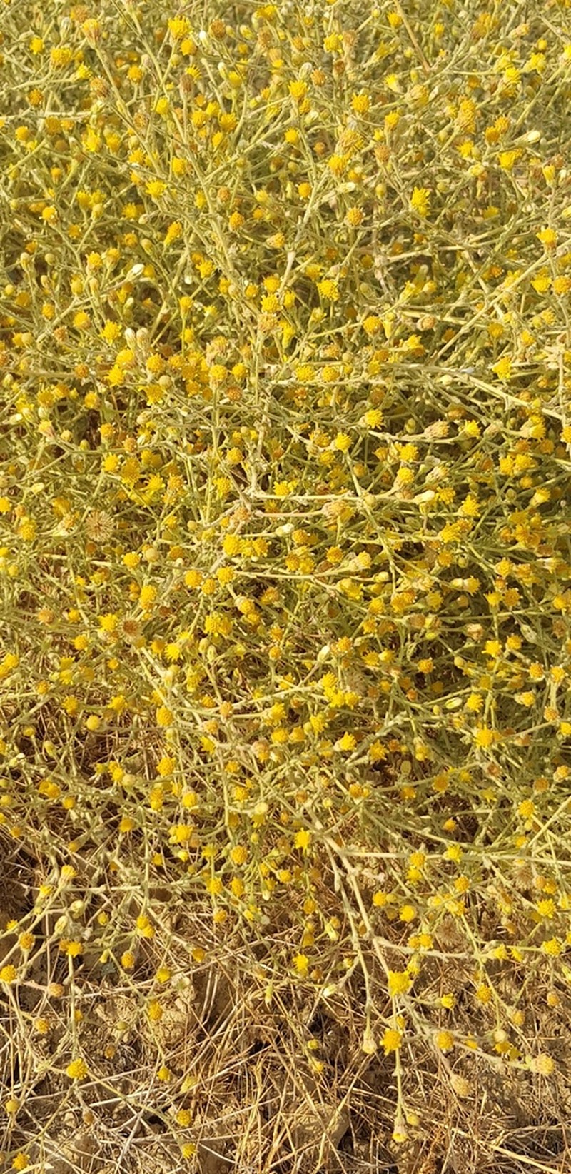 Pulicaria gnaphalodes photo 2