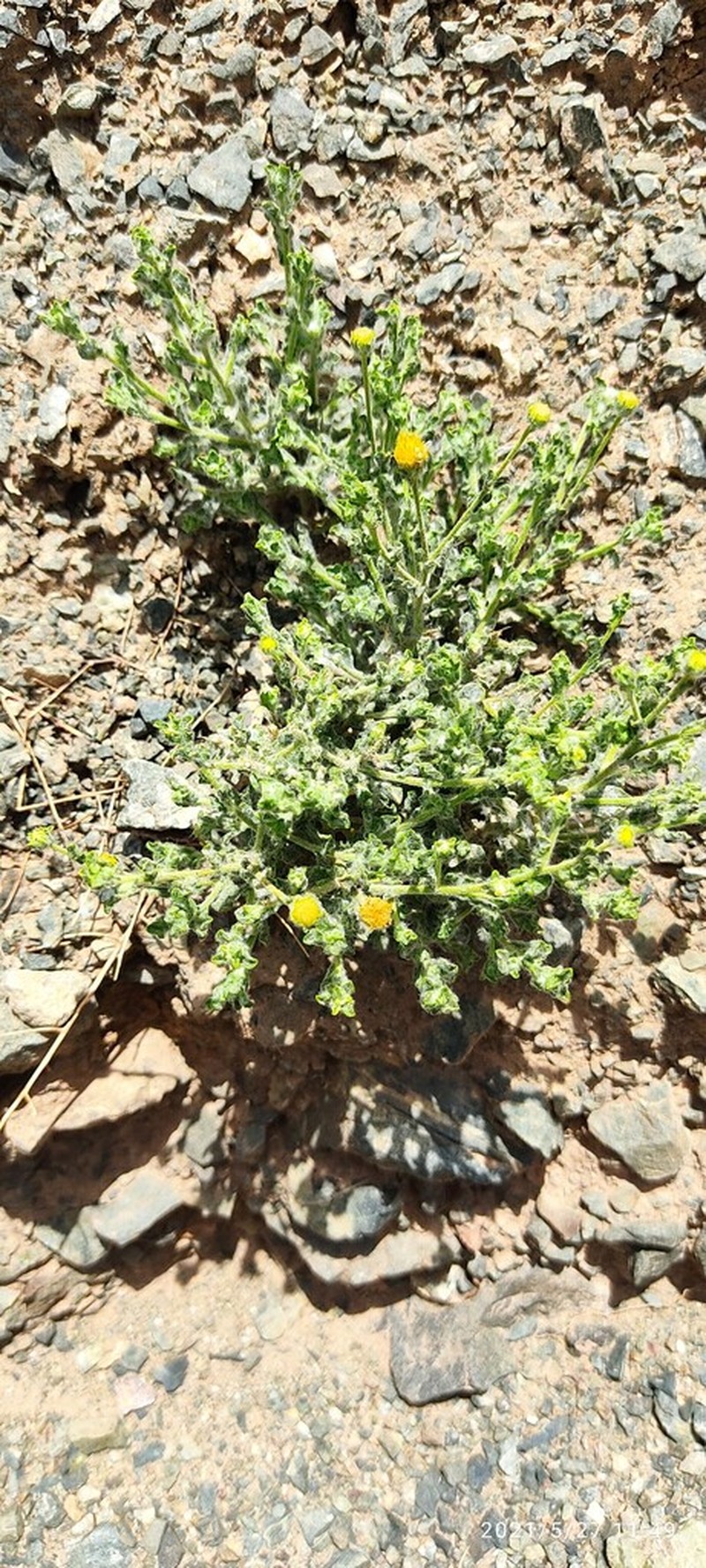 Pulicaria gnaphalodes photo 3