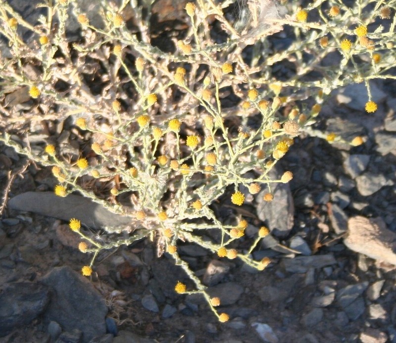 Pulicaria gnaphalodes photo 6