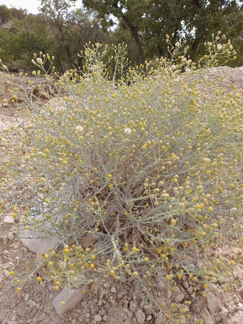 Pulicaria gnaphalodes photo 8