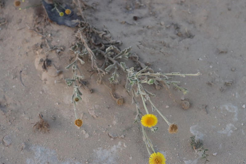 Pulicaria guestii photo 2