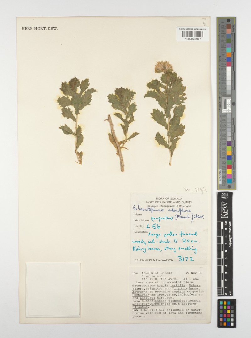 Pulicaria hildebrandtii
