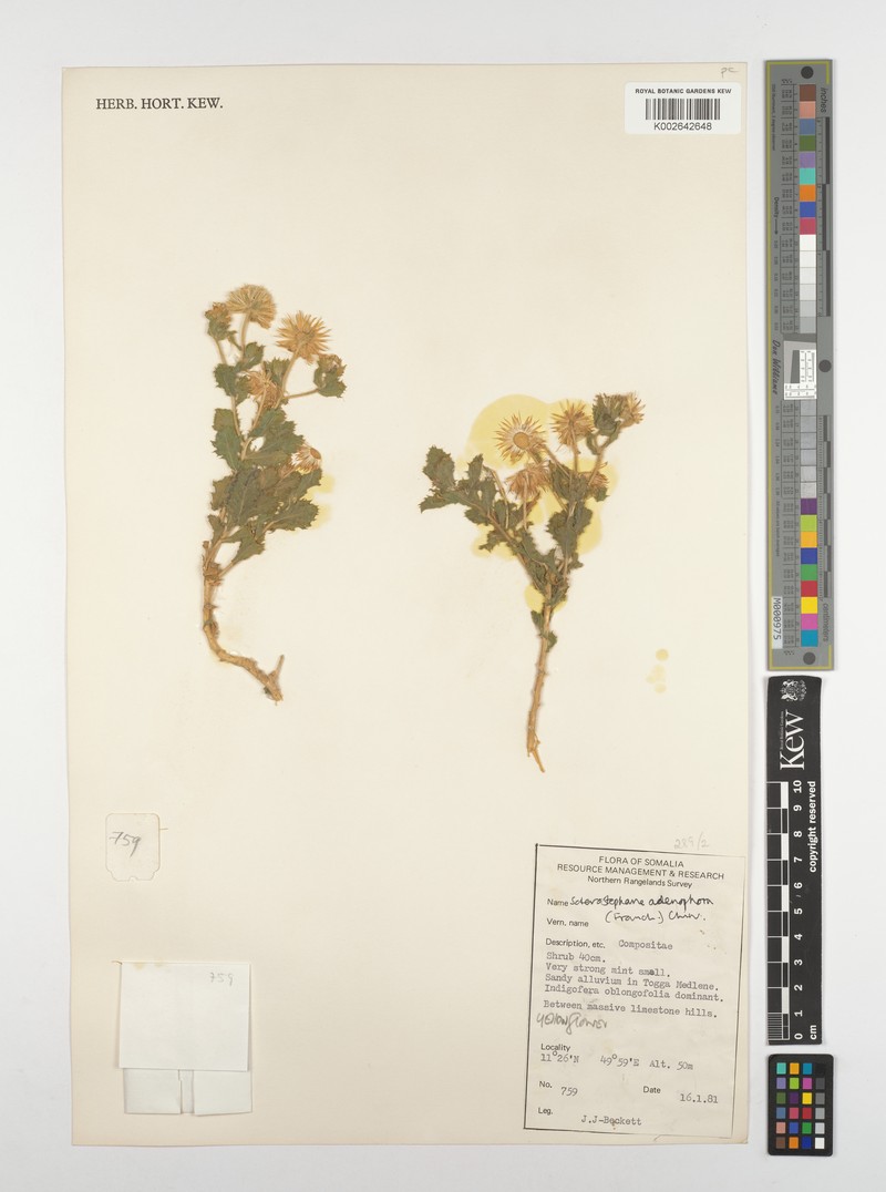 Pulicaria hildebrandtii photo 2
