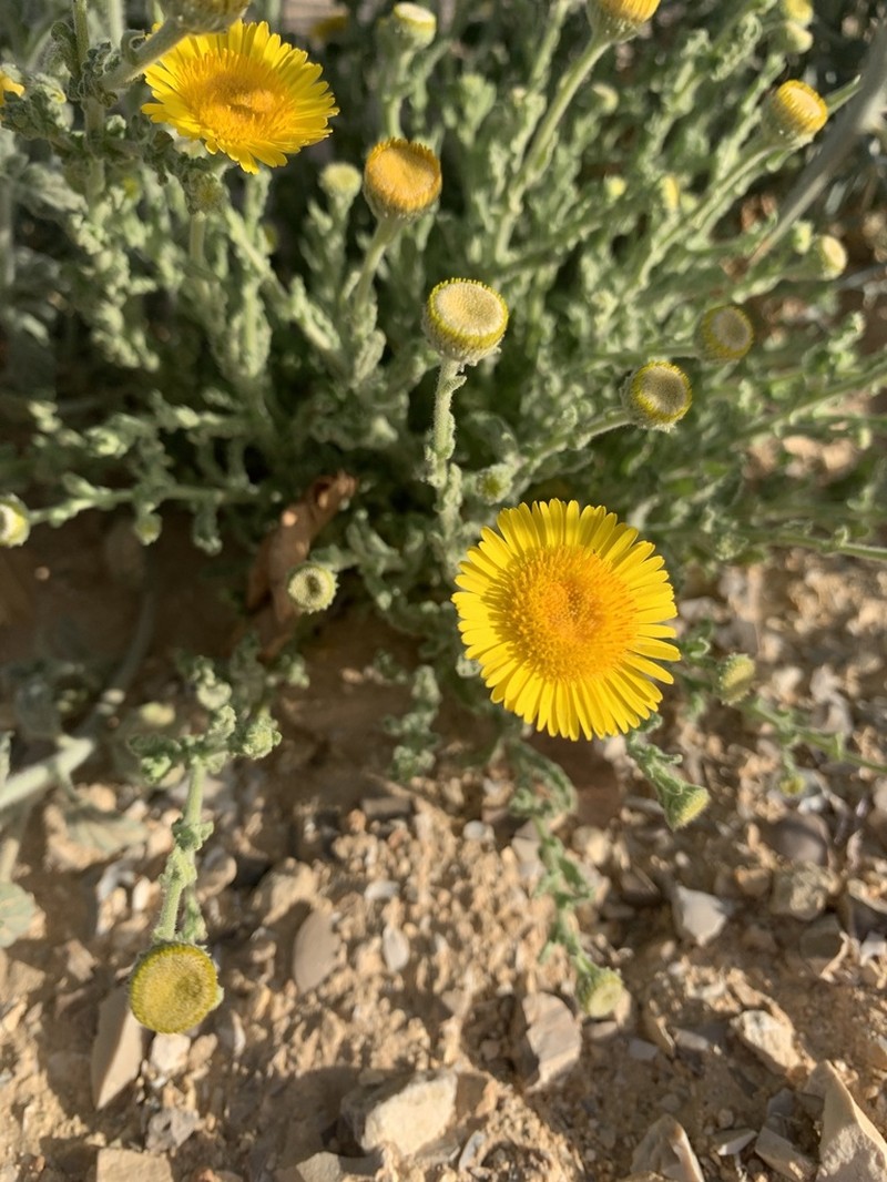 Pulicaria incisa