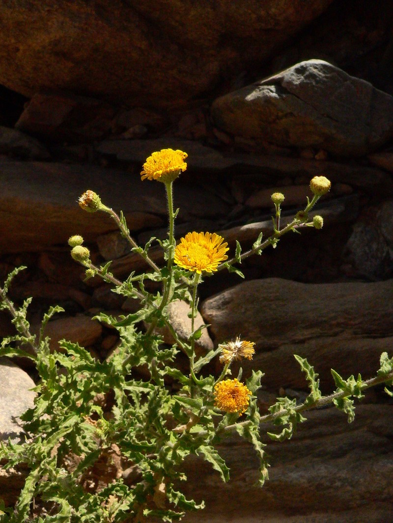 Pulicaria incisa photo 2