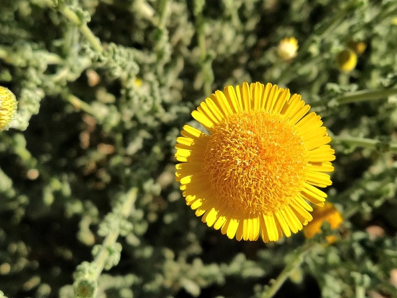 Pulicaria incisa photo 3