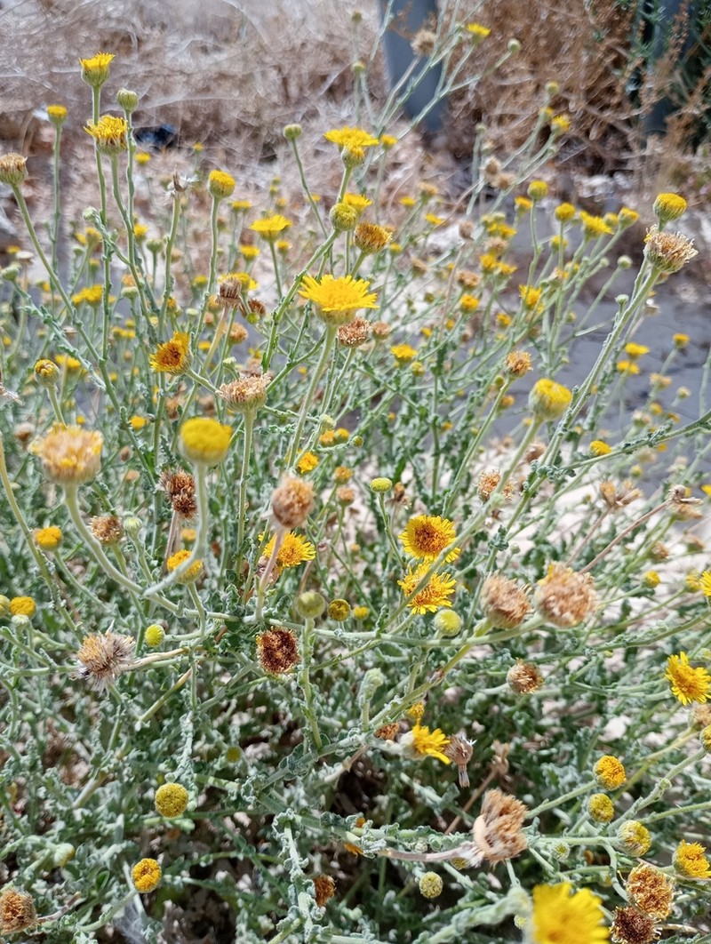 Pulicaria incisa photo 8