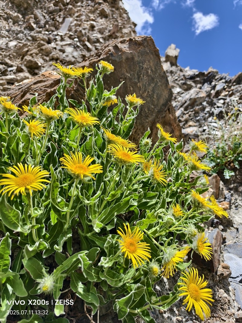 Pulicaria insignis photo 2