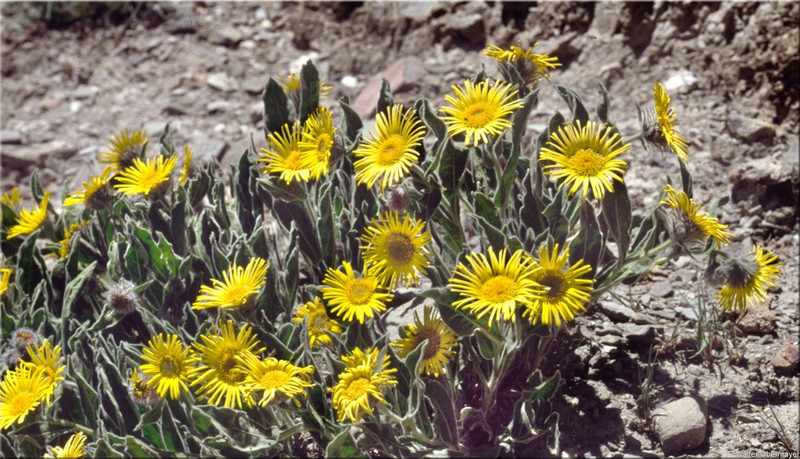 Pulicaria insignis photo 3
