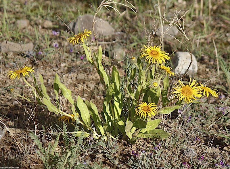 Pulicaria insignis photo 4