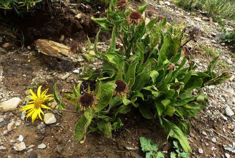 Pulicaria insignis photo 5