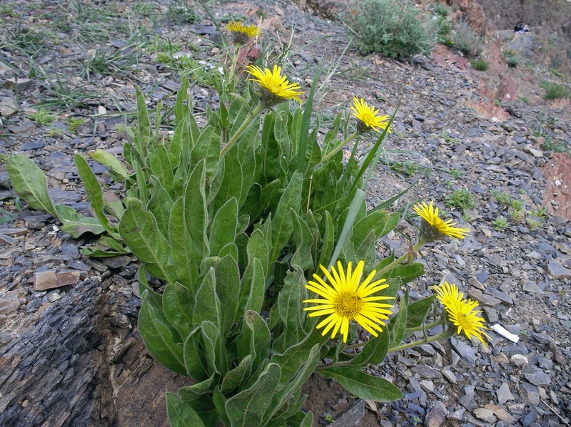 Pulicaria insignis photo 6