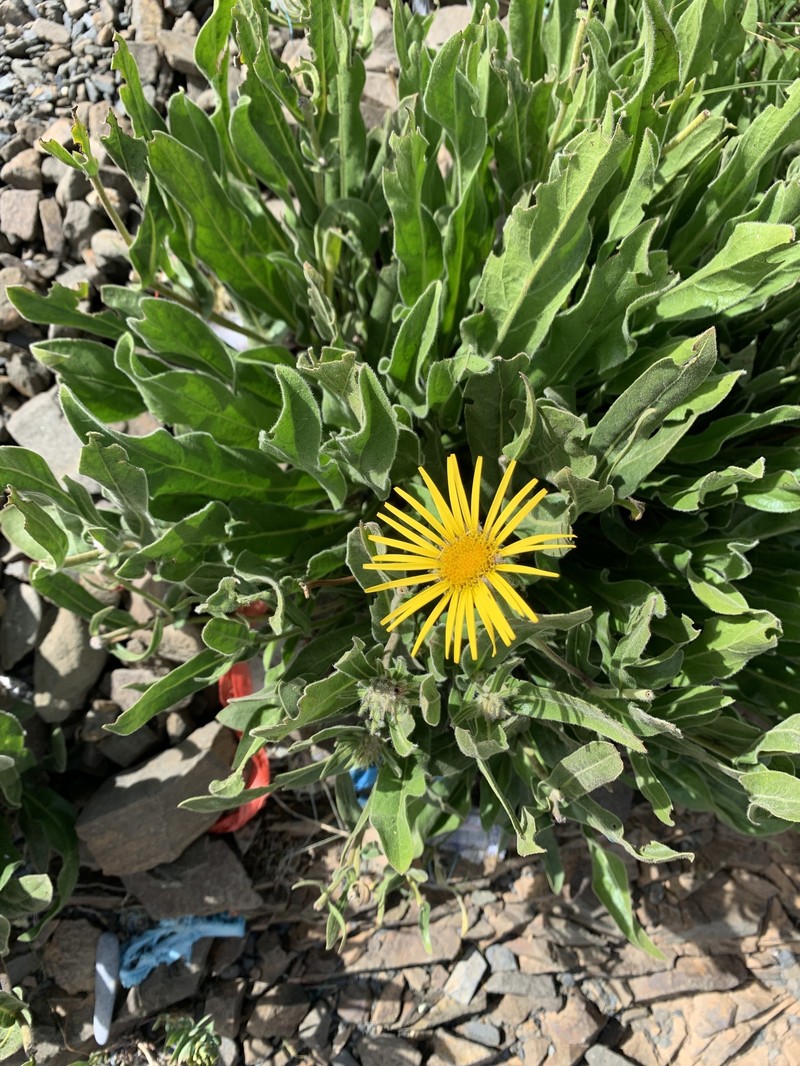 Pulicaria insignis photo 8