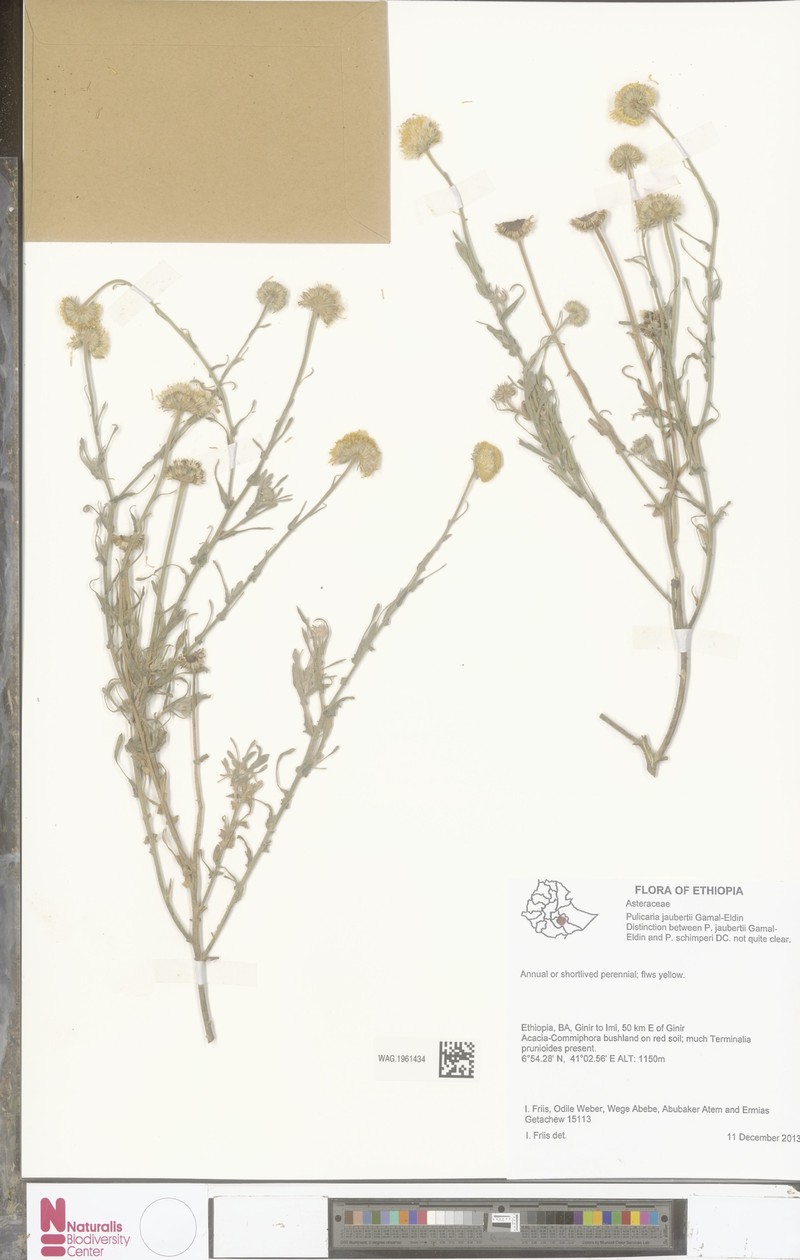 Pulicaria jaubertii