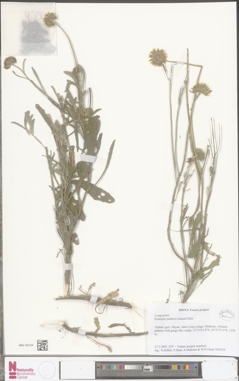 Pulicaria jaubertii photo 3
