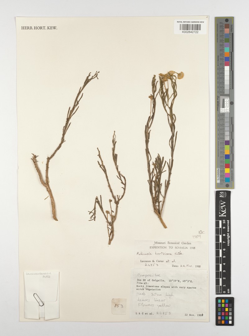 Pulicaria kurtziana