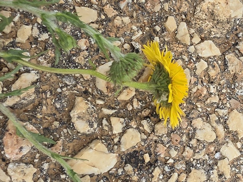 Pulicaria laciniata