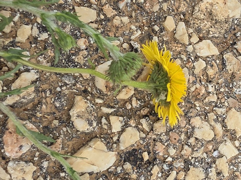 Pulicaria laciniata photo 2