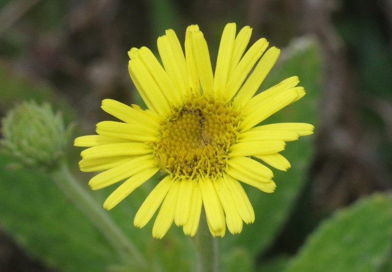 Pulicaria lanata