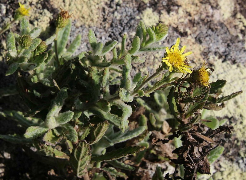 Pulicaria lanata photo 2