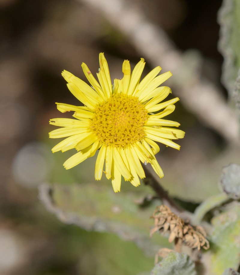 Pulicaria lanata photo 4
